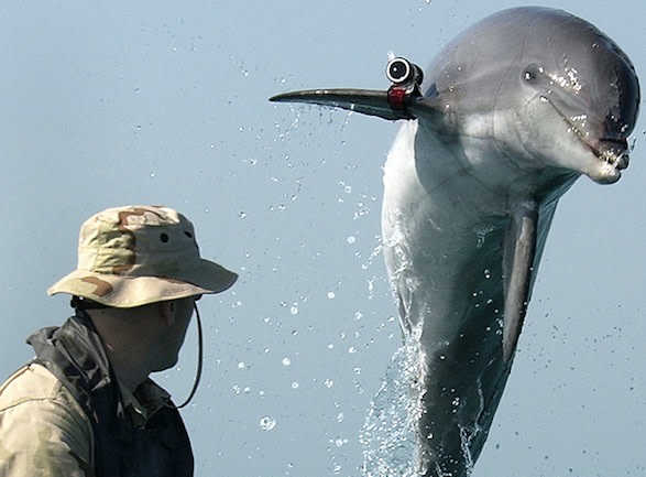 Navy dolphin training