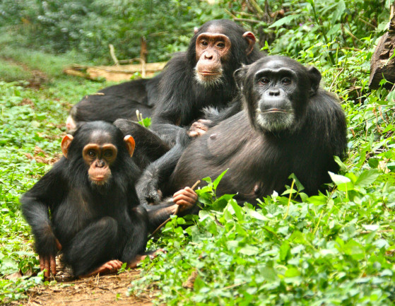 chimps1.jpg