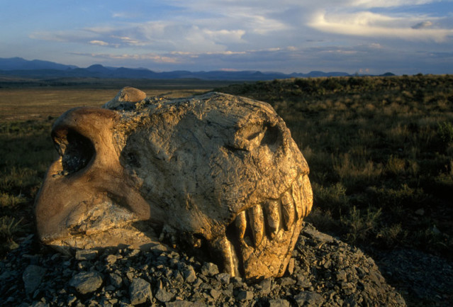 dinogorgon skull - National Geographic Creative