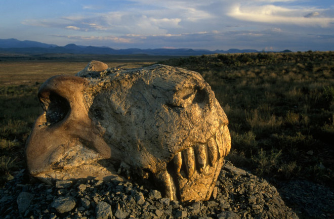 dinogorgon skull - National Geographic Creative