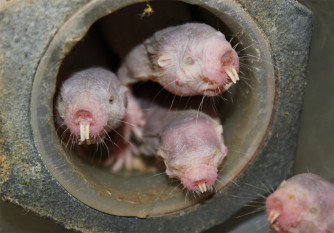 Naked Mole Rats Seem More Alien Than Mammal. What Explains Their Weirdness?