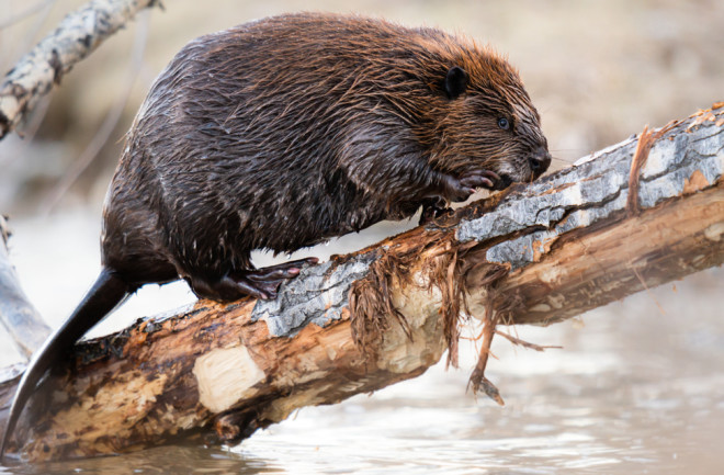 Beaver walking along a log in a river