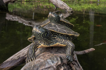 I Spy On Turtles Having Sex With 3D-Printed Turtle Sex Dolls