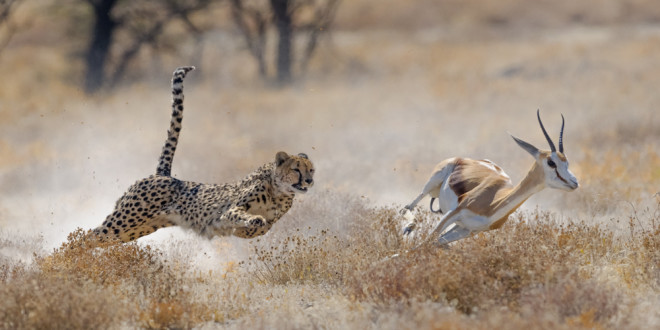 Cheetah chasing a springbok