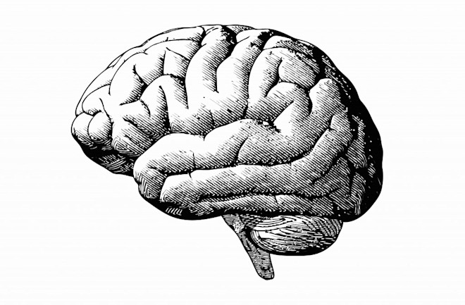 Brain - Shutterstock