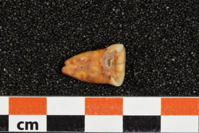 A human tooth from the Taforalt cave in Morocco
