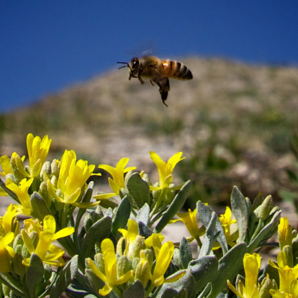 Bee-and-Bells-twinpod.jpg