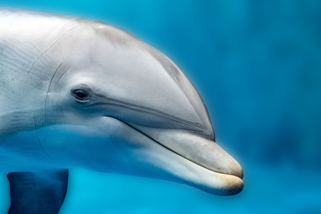 dolphin portrait detail of eye while looking at you from ocean - shutterstock 500829622