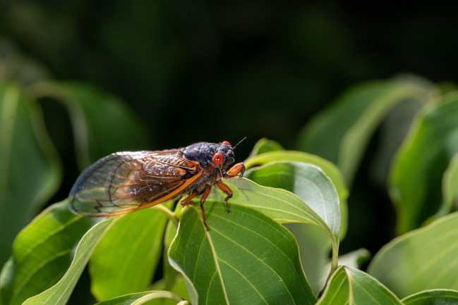 cicada hanging on a leaf