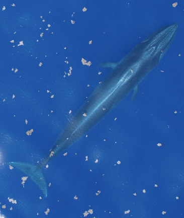 Aerial photograph of a Rice's whale