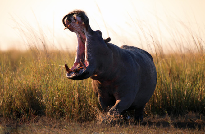 hippo with open jaws