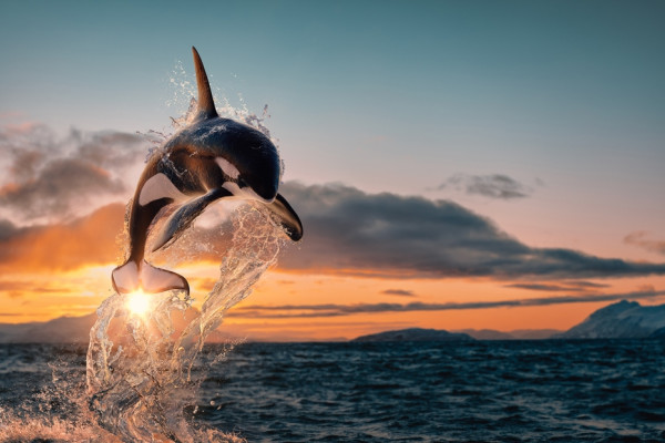 Orcas May be Smarter Than You Think, Here's What to Know About Their Behaviors
