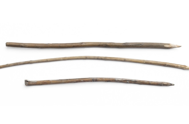 Wooden spears used by Neanderthals to hunt cave lions