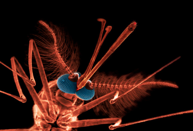 Electron Micrograph Anopheles Mosquito - Science Source
