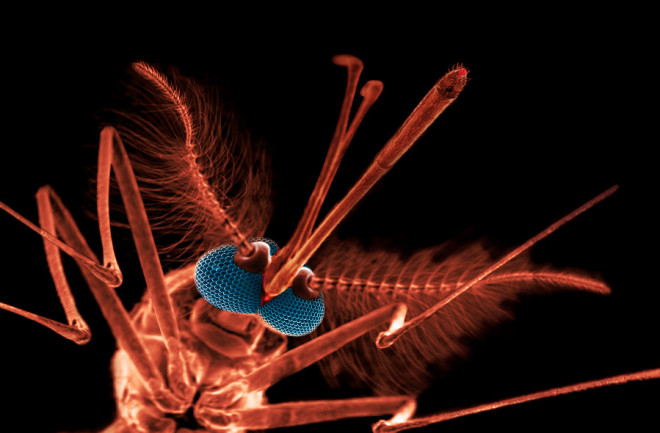 Electron Micrograph Anopheles Mosquito - Science Source