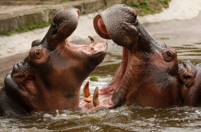 Hippos playing in a lake