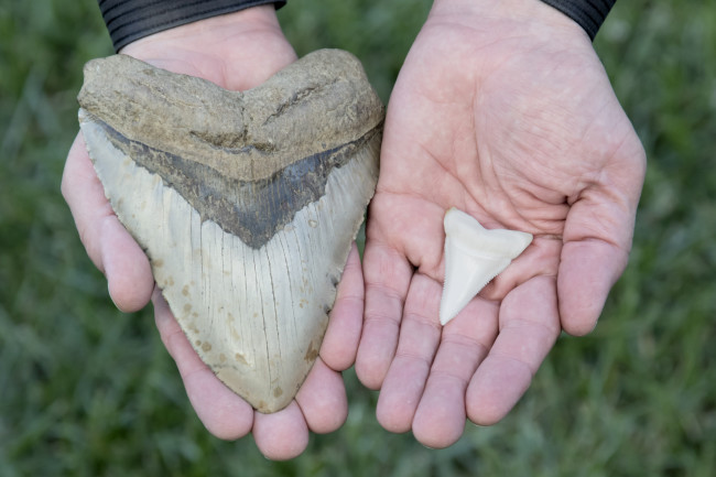 6 Inch Megalodon Tooth VS 2 Inch Great White Shark Tooth. Each inch equates to about 10 feet of fish. 60 Foot Megalodon VS 20 Foot Great White Shark