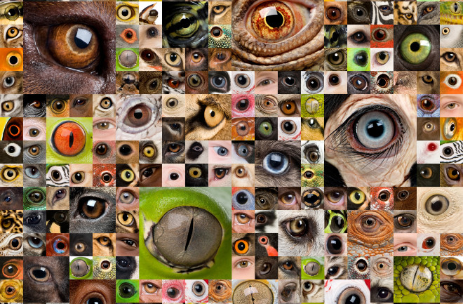 Eye Diversity Collage - Shutterstock