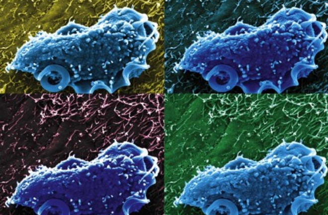 Understanding how growth rates of individual cells varies is a key priority for microbiologists. (Image: NIH/Aleksey Chudnovskiy and Miriam Merad, Icahn School of Medicine)