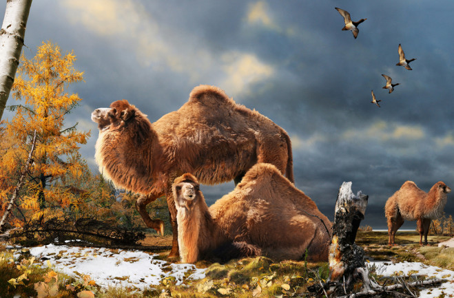 camelstop.jpg