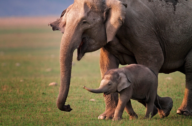 Wild Asian elephant mother and calf in Corbett National Park, India