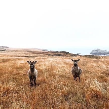 A pair of red deer on the Isle of Rum, Scotland