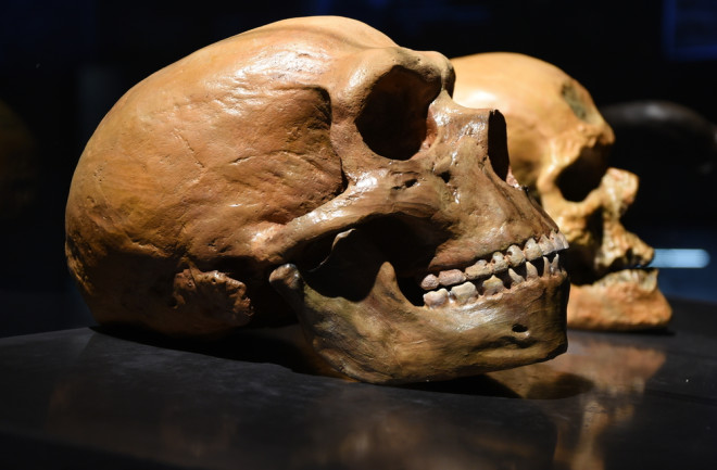 Neanderthal vs. human skull 