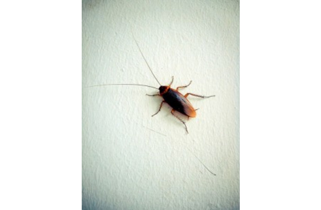 roach-225x300.jpg
