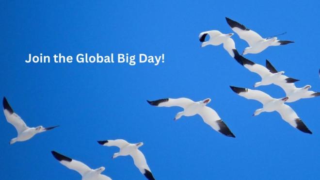 Global Big Day