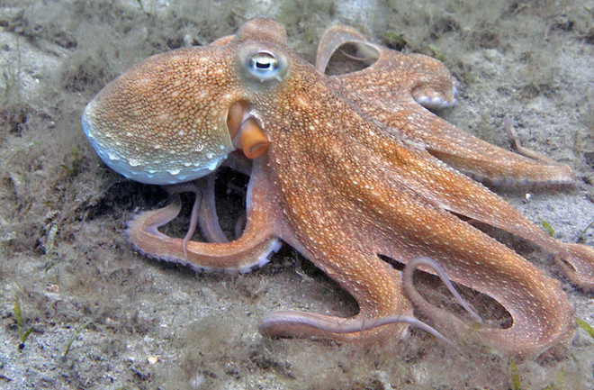 Octopus on land