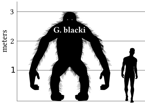 Gigantopithecus comparison