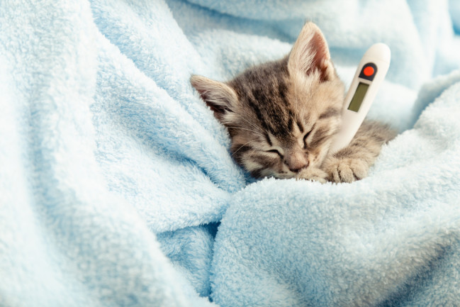 sick cat in bed with thermometer