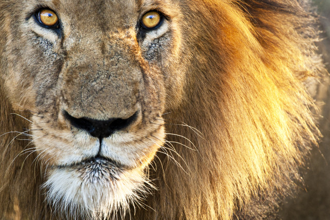 Close up of a male lion's face