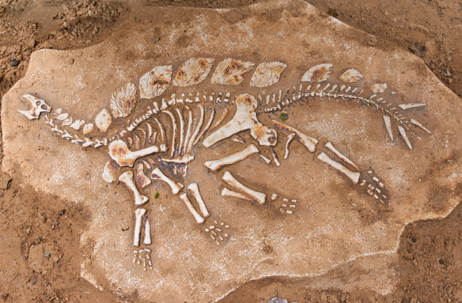 Preserved dinosaur fossil