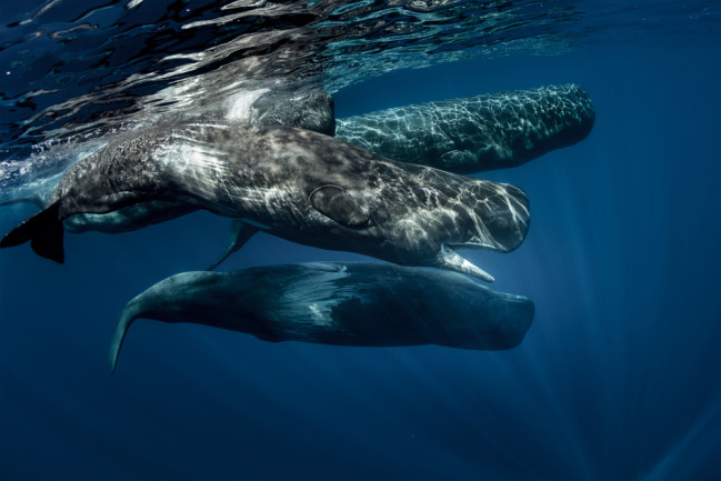 Pod of sperm whales swimming off the coast of Sao Miguel Island in the Azores Archipelago