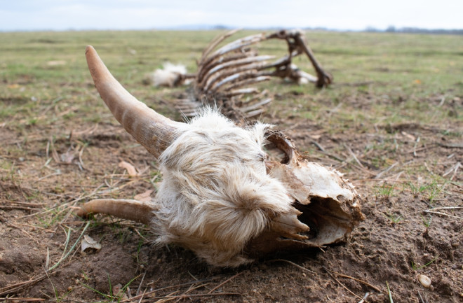 Carrion skull and carcus on a grassy field 