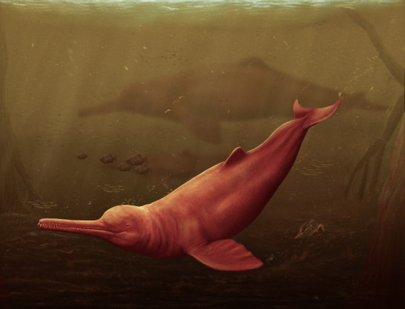 Giant freshwater dolphin