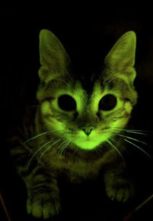 Bioluminescent Cat