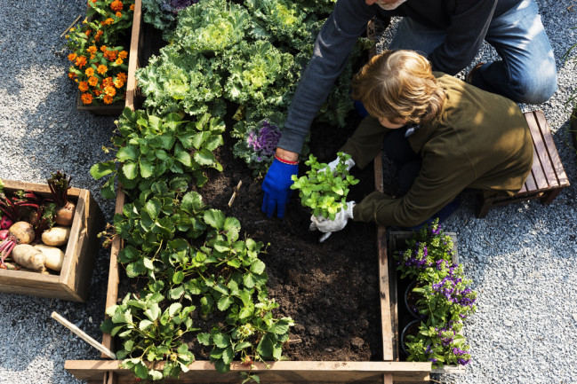 Family Picking Vegetables Garden - Shutterstock