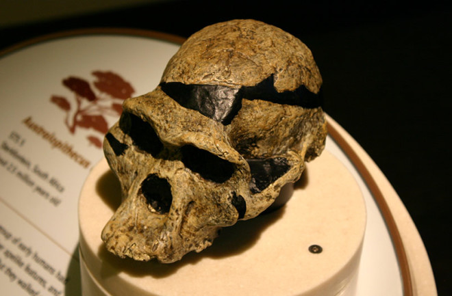 Australopithecus africanus skull as displayed at the Smithsonian Natural History Museum. (Credit:  Ryan Somma via Flickr)