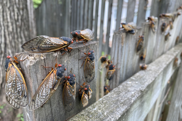 The Cicada Emergence Is Likely Unavoidable, But There Are No Real Threats