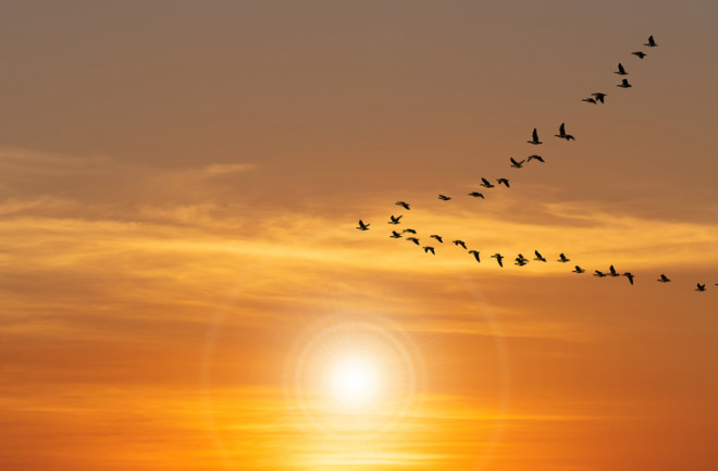 migratory birds use sunset