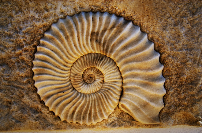 Living fossils