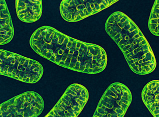 Scientists Devise a Method to Edit Mitochondrial DNA. Here’s How It Works and Why It Matters
