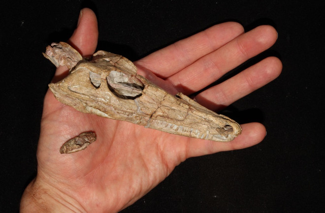 Early mammal skulls of Varanosaurus and Morganucodon 