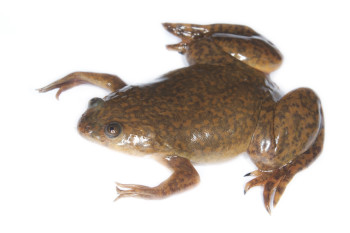 Part Robot, Part Frog: Xenobots Are the First Robots Made From Living Cells