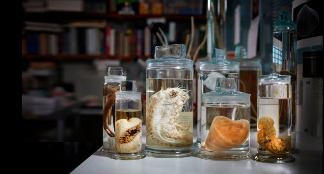 Collection of deep sea specimens
