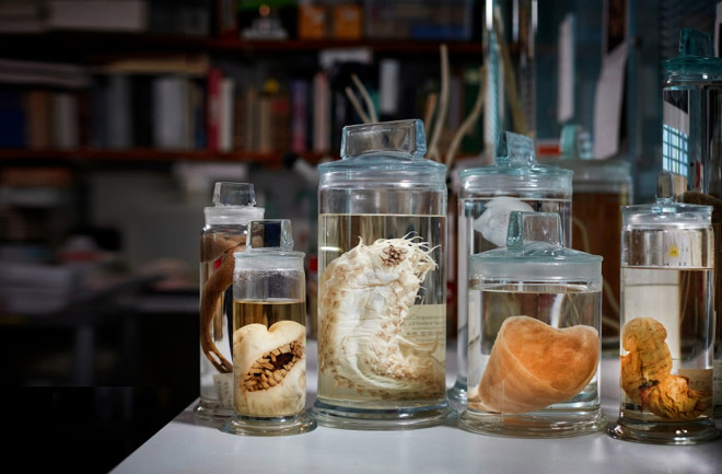 Collection of deep sea specimens