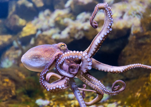 Octopus suckers