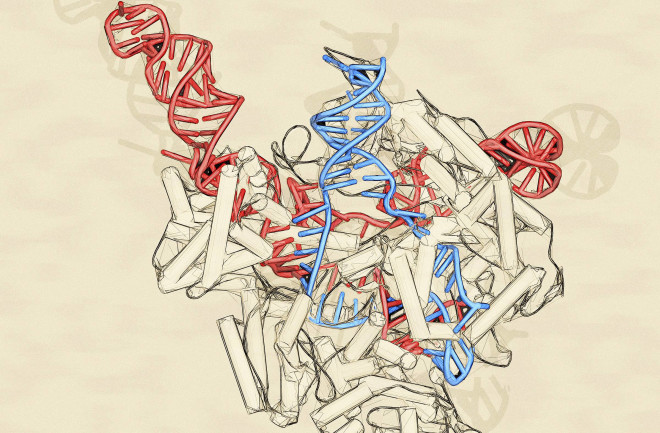 CRISPR-Cas9 - Science Source